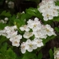 Preview: Bonsai,  Weissdorn, Blüte