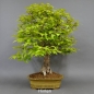 Preview: Bonsai Japanische Zelkove