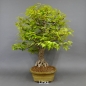 Preview: Bonsai Japanische Zelkove