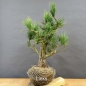 Preview: Pinus cembra Zirbelkiefer