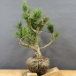 Preview: Pinus cembra Zirbelkiefer