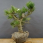 Preview: Pinus cembra Zirbelkiefer