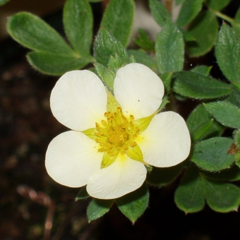 Preview: Potentilla Bonsai Bluete