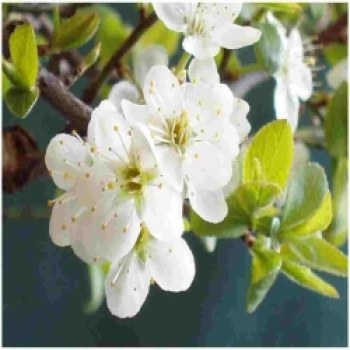Schlehe Blüte