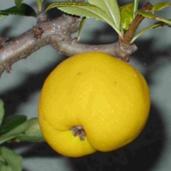 japanische Zierquitte Frucht