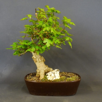 Feldahorn - Acer campestre 4