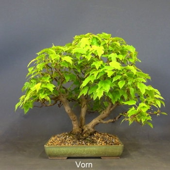 Acer ginnala vorn