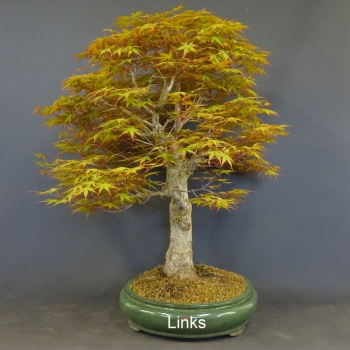 Bonsai, Faecherahorn