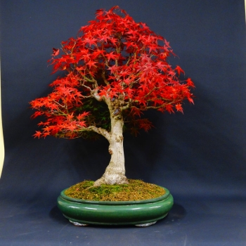 Jap. Fächerahorn Apa22 1900,-€