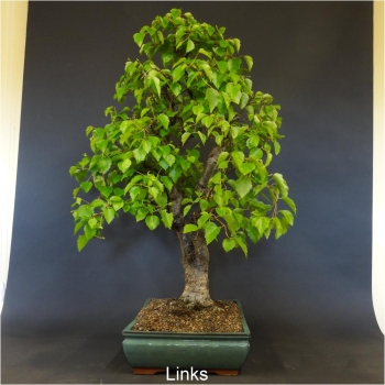 Bonsai, Linde