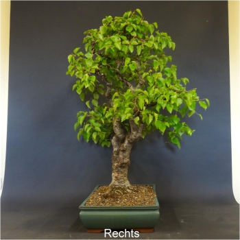 Bonsai, Linde