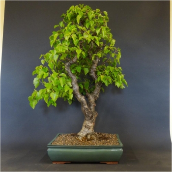 Bonsai, Linde