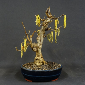Corylus Hasel Bonsai