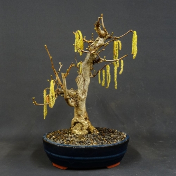 Hasel - Corylus avellana 8