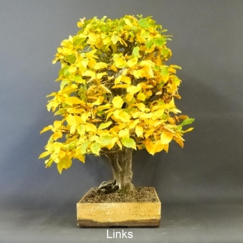 Bonsai, Hainbuche