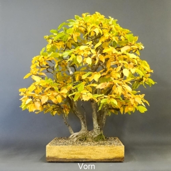Bonsai, Hainbuche