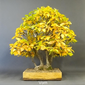 Hainbuche-Carpinus betulus 1900,-€