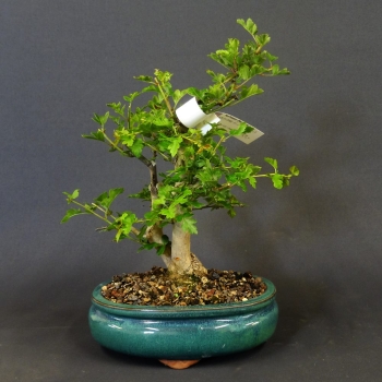 Ungefüllter Rotdorn - Crataegus cuneata 'Lutz' 1