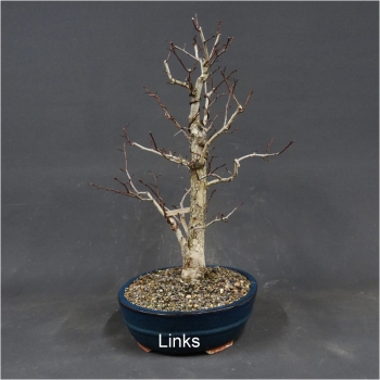 Bonsai, Crataegus laevigata, Weissdorn