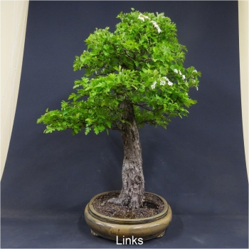 Bonsai, Crataegus laevigata, Weissdorn
