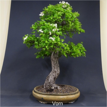 Bonsai, Crataegus laevigata, Weissdorn