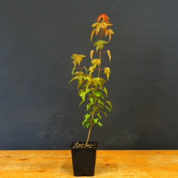 Acer buergerianum, Dreispitzahorn