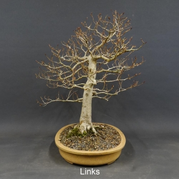 Fagus crenata, Kerbbuche, Bonsai