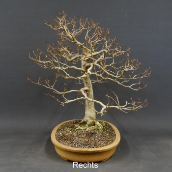 Fagus crenata, Kerbbuche, Bonsai