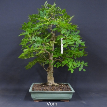 Gem. Esche - Fraxinus excelsior 1
