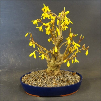 Goldglöckchen - Forsythia x intermedia 8