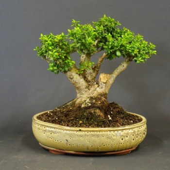 Japanische Stechpalme, Ilex crenata