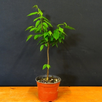 Zuergelbaum, Celtis occidentalis