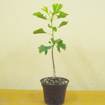 Ginkgo biloba J1