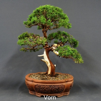 Chinesischer Wacholder Bonsai