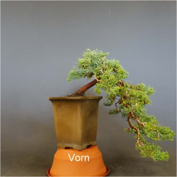 Chinesischer Wacholder - Juniperus chinensis 7