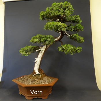 Igelwacholder - Juniperus rigida 1