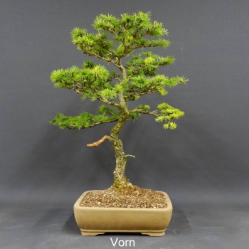 Larix, Lärche, Bonsai
