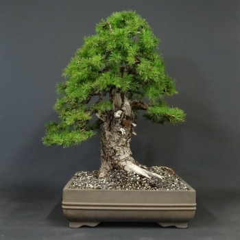 Bonsai, Lärche, Larix, Sommer
