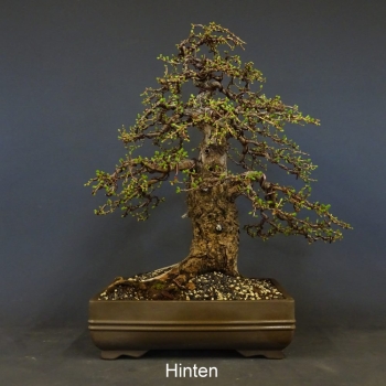 Bonsai, Lärche, Larix