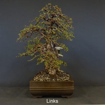 Bonsai, Lärche, Larix