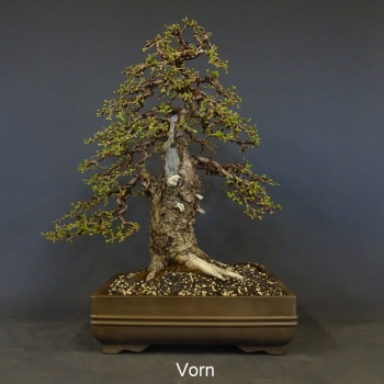 Bonsai, Lärche, Larix