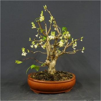 Winterheckenkirsche, Lonicera, purpusii