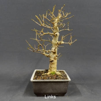 Liguster, Ligustrum vulgare