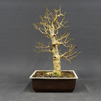 Liguster, Ligustrum vulgare