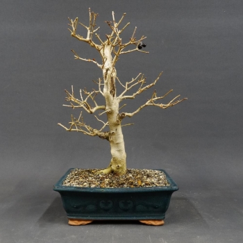 Liguster, Ligustrum vulgare