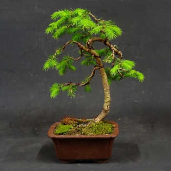 Zwergfichte, Picea