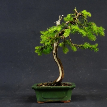 Zwergfichte, Picea