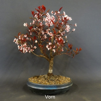 Zwerg-Blutpflaume - Prunus cistena 1