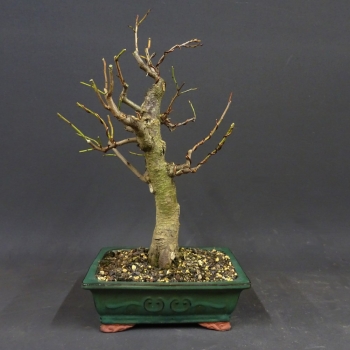 Hauszwetschge - Prunus domestica 4