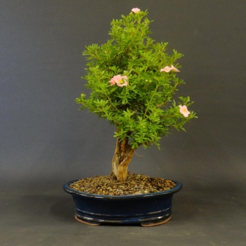 Rosa Fingerstrauch - Potentilla 'Pink Lady' 1